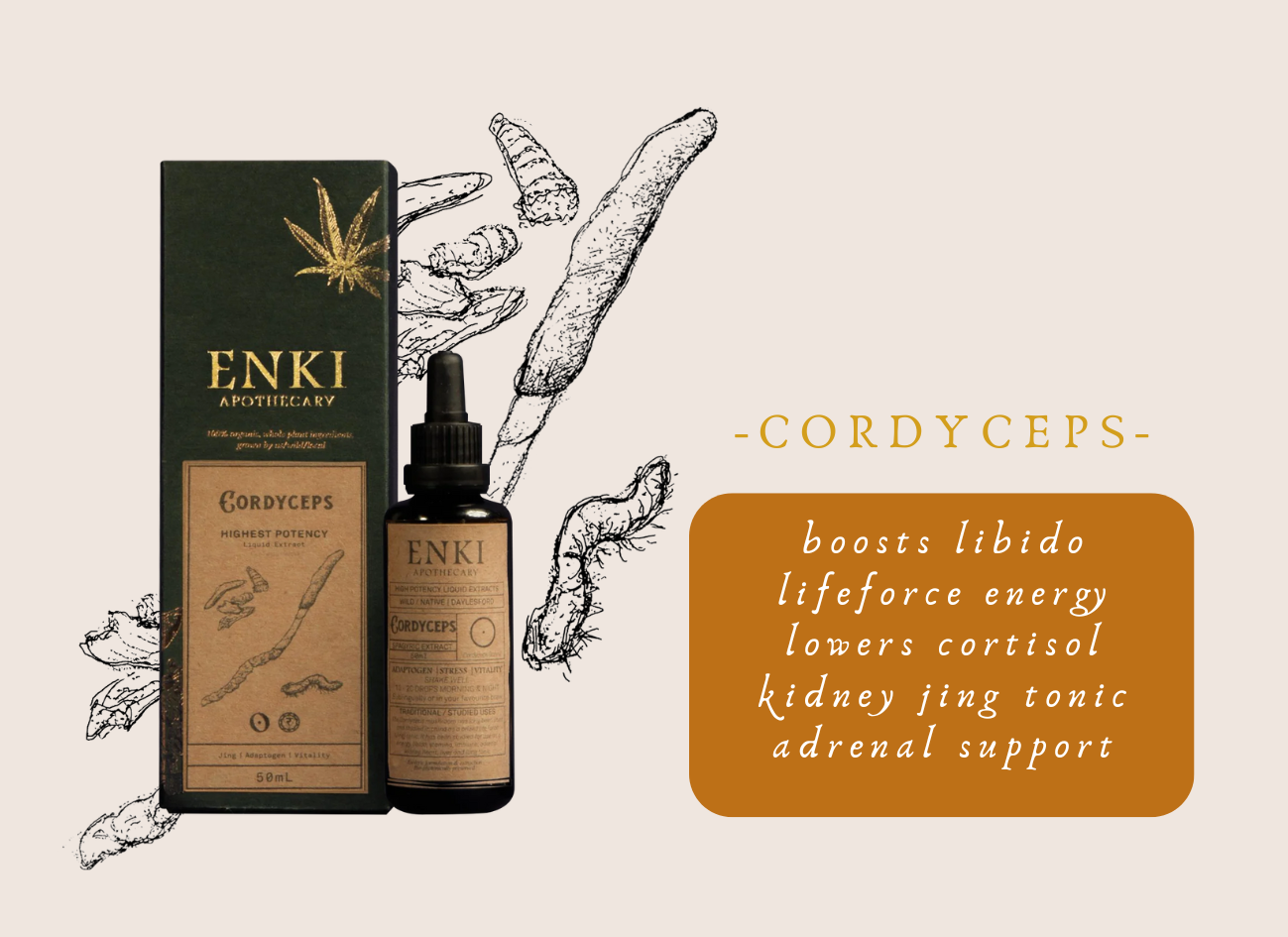 Cordyceps | Enki Apothecary